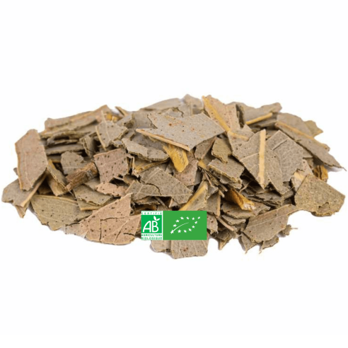 Feuilles d'Eucalyptus