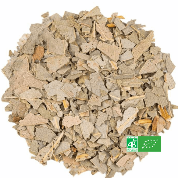 Feuilles d'Eucalyptus