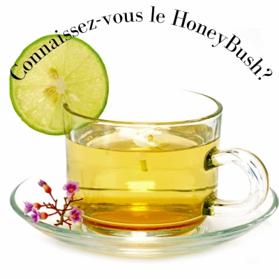 Connaissez-vous le honeybush?